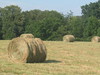 Dallas > The Farm >  IMG_4741
