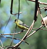Dallas > Tucker Wildlife Sanctuary, Orange County, CA