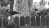 Dallas > Backyard Crows