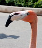 Dallas > Animals, Zoo & Otherwise photo