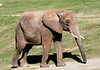 Dallas > elephant