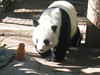 Dallas > Panda