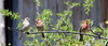 Dallas > backyard bird