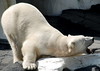 Dallas > Polar Bear