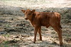 Dallas > The Farm >  DSC_0092