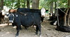 Dallas > The Farm >  DSC_0104