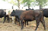 Dallas > The Farm >  DSC_0110