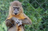 Dallas > monkey