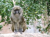 Dallas > monkey