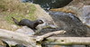 Dallas > otter