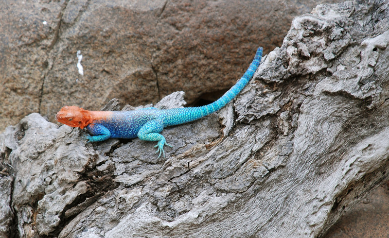 Dallas > lizard