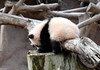 Dallas > San Diego Zoo