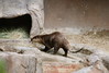 Dallas > San Diego Zoo