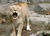 Dallas > San Diego Zoo