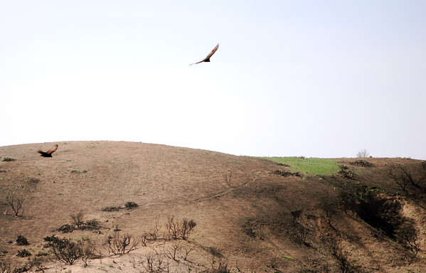 Dallas > Santiago Canyon fire damage