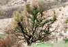 Dallas > Santiago Canyon fire damage